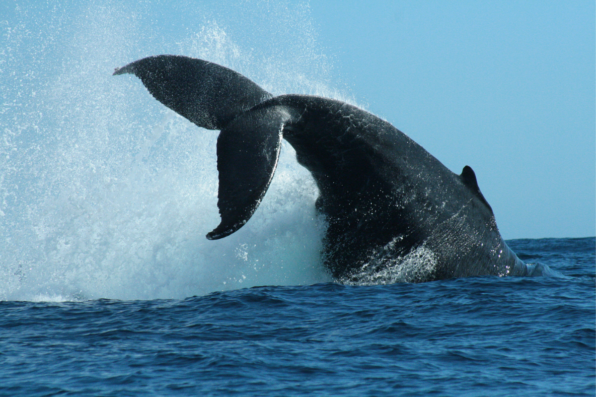 À la découverte du monde fascinant des baleines à Los Cabos