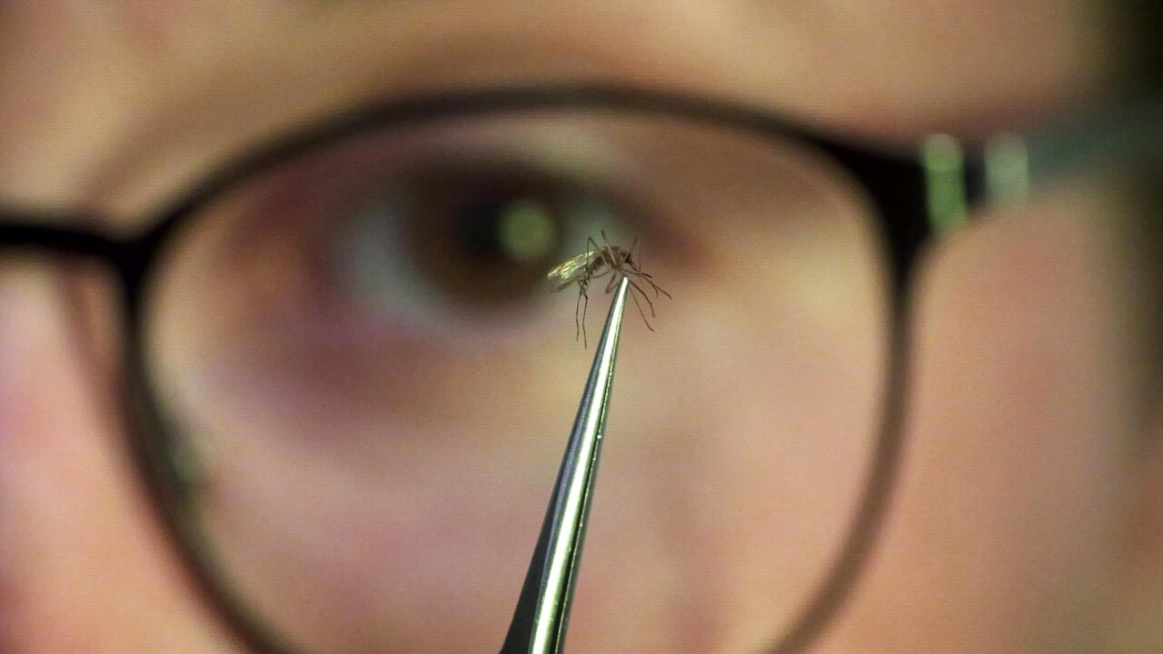 Pourquoi la dengue devient un problème