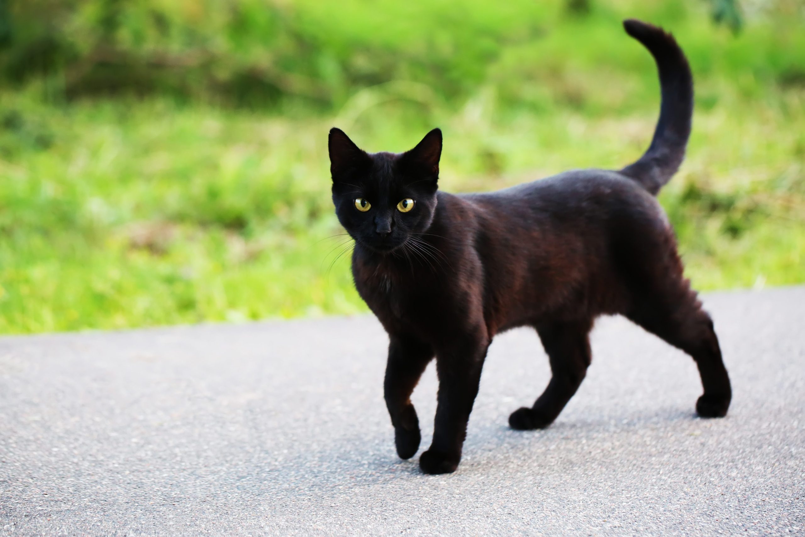 gatto nero superstizione