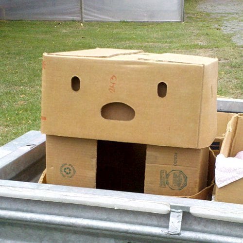 pareidolia