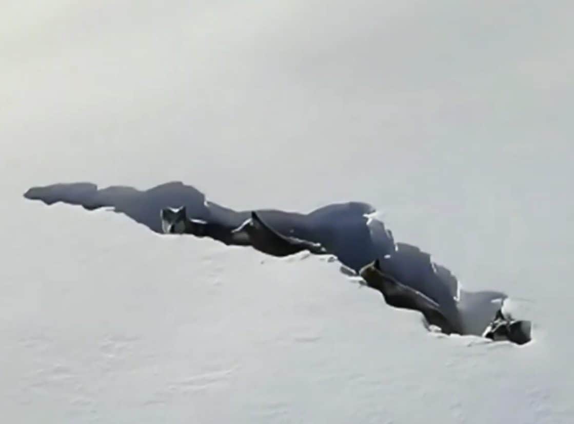 video virale lupi Cina