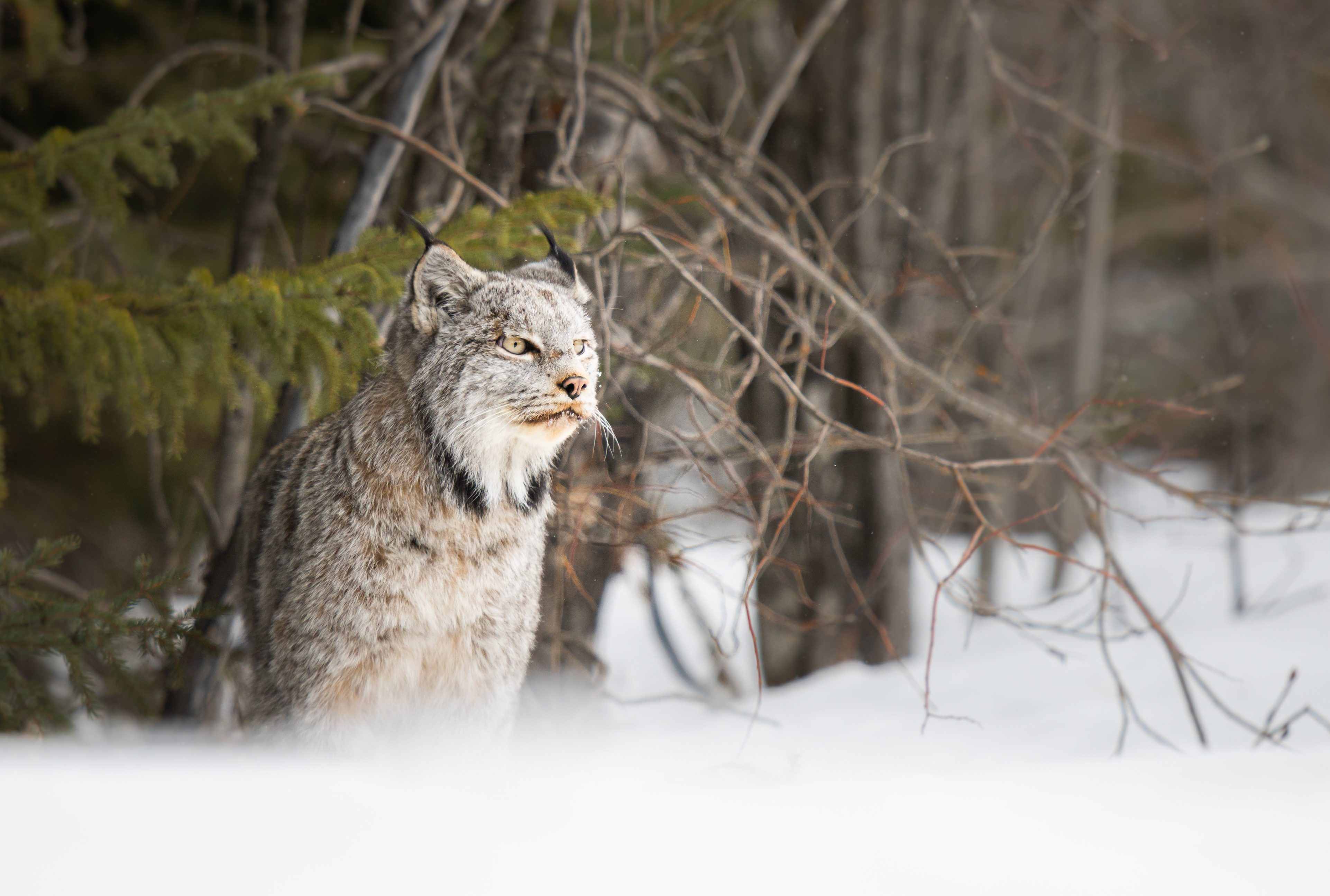 léopard des neiges pollution pistes de ski habitat