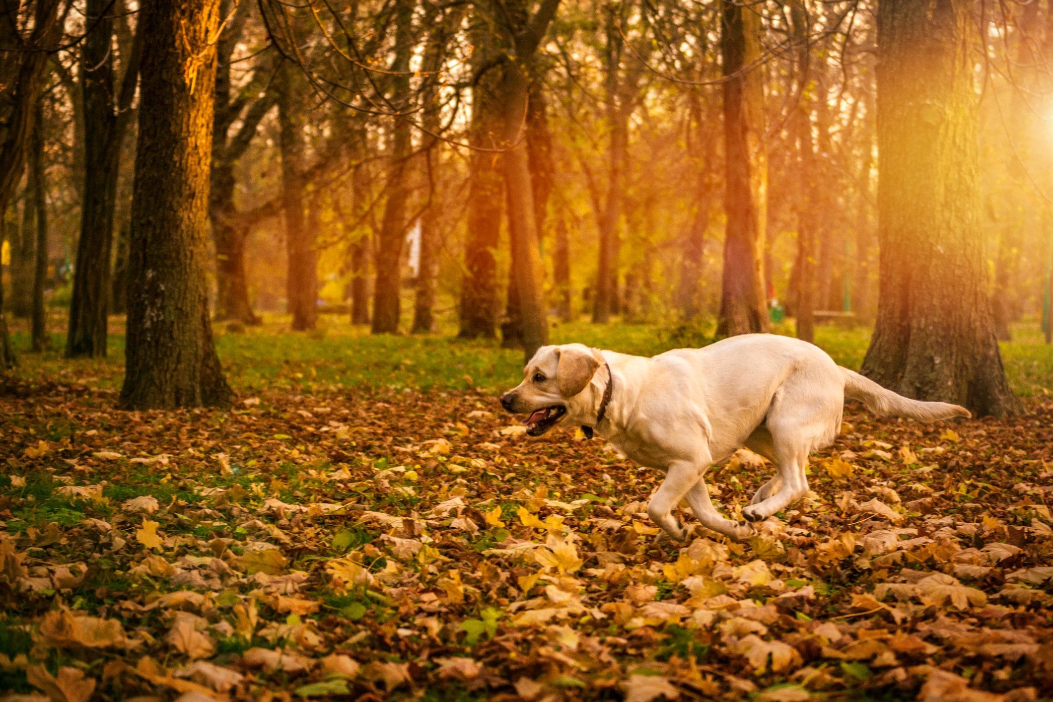 labrador affamé