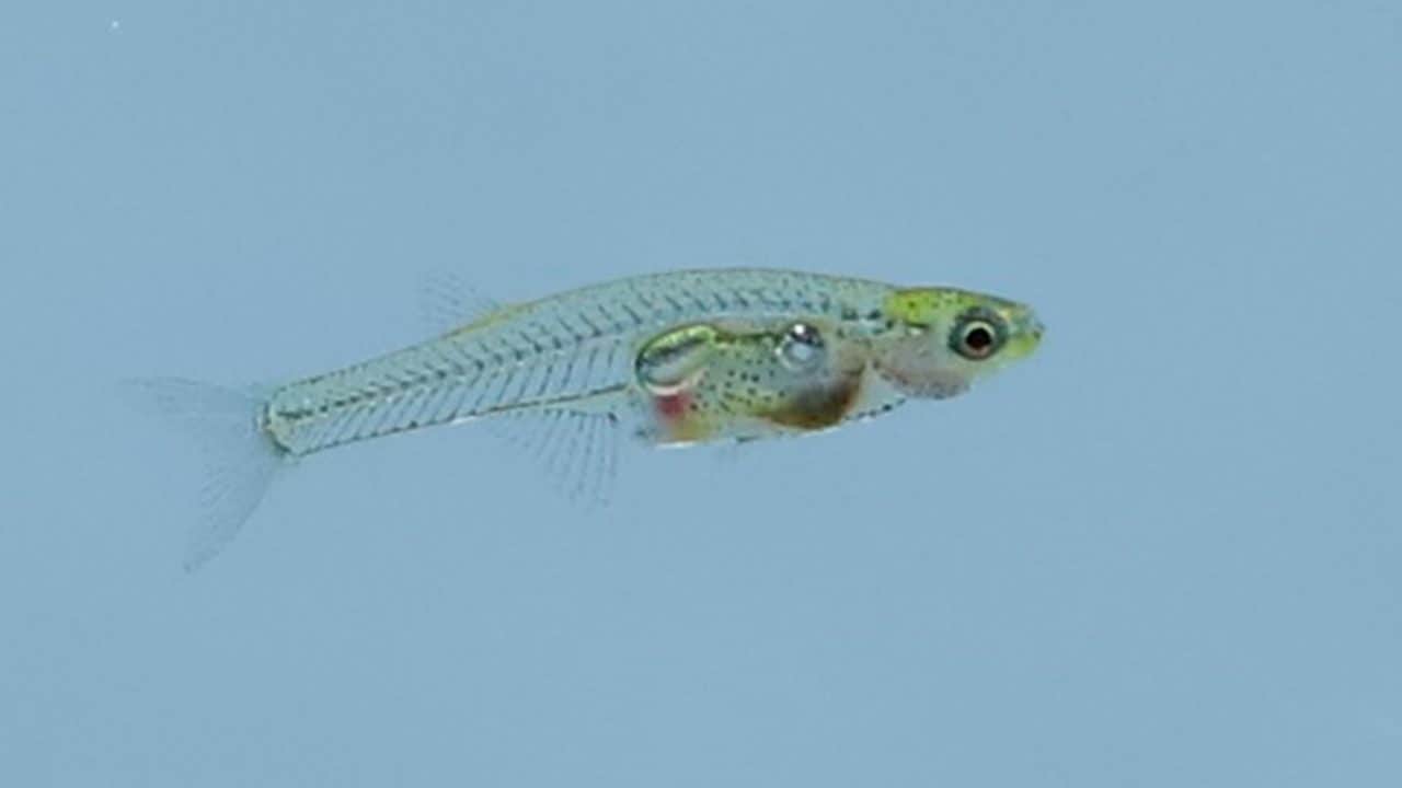 Pesce rumoroso
