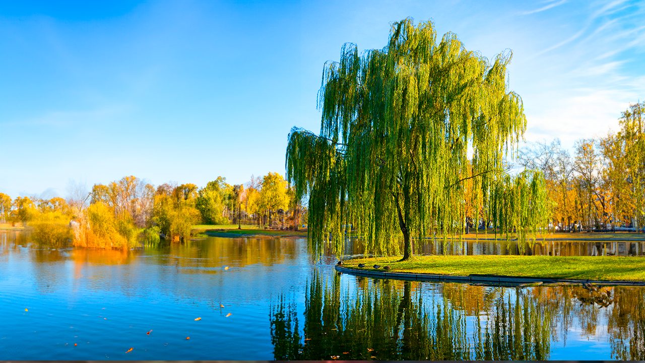 salice piangente acqua