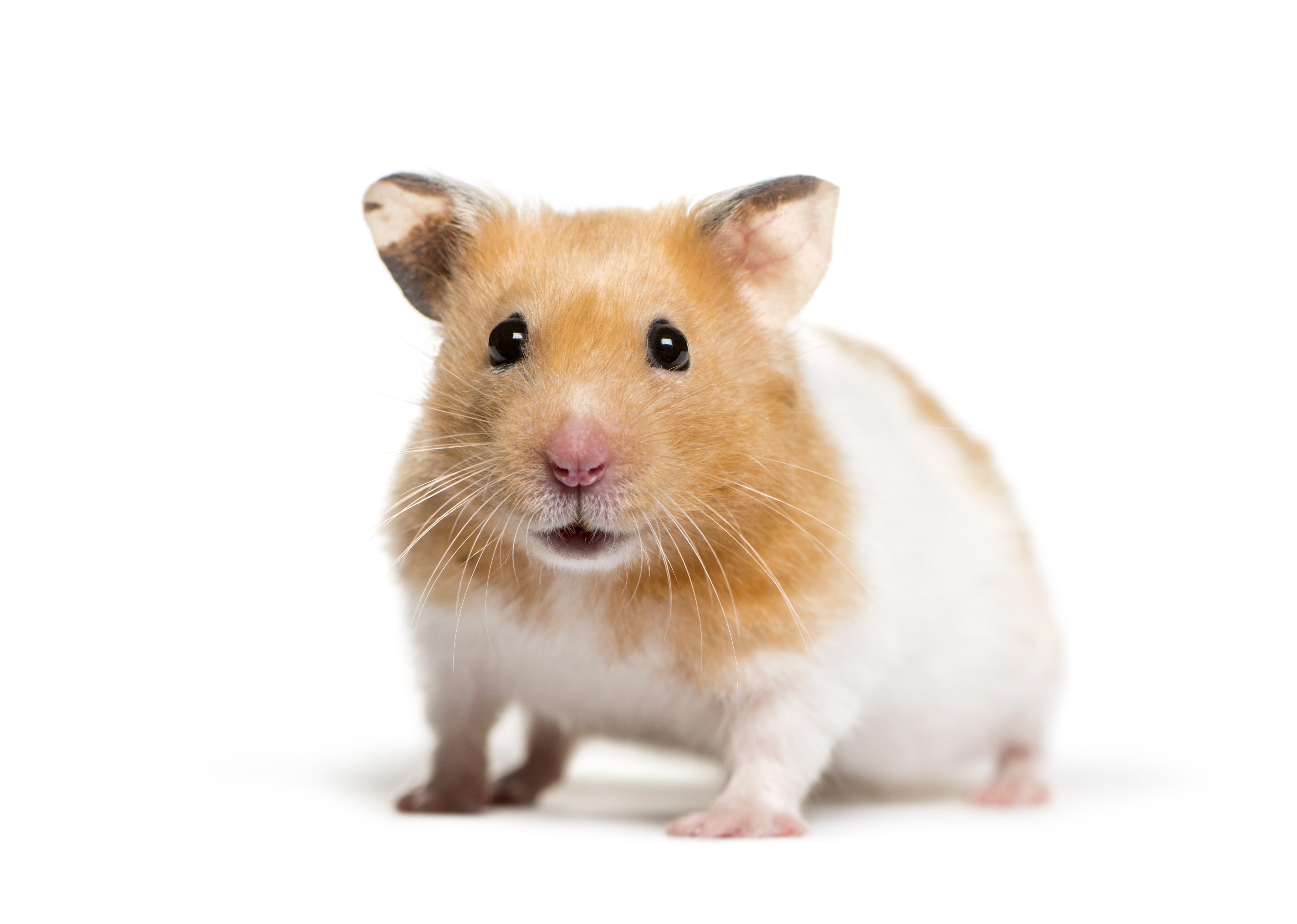 expérience avec des hamsters