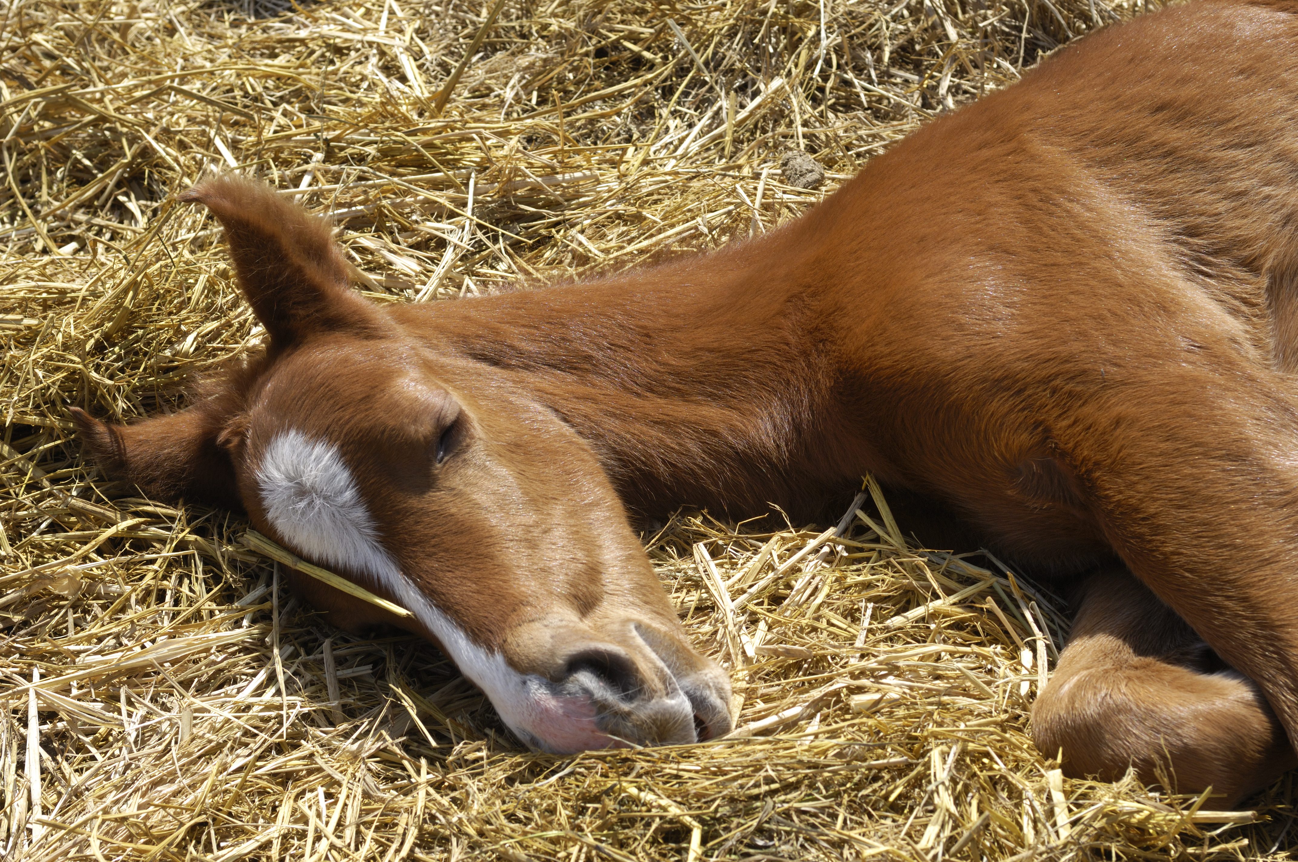 le poulain dort allongé