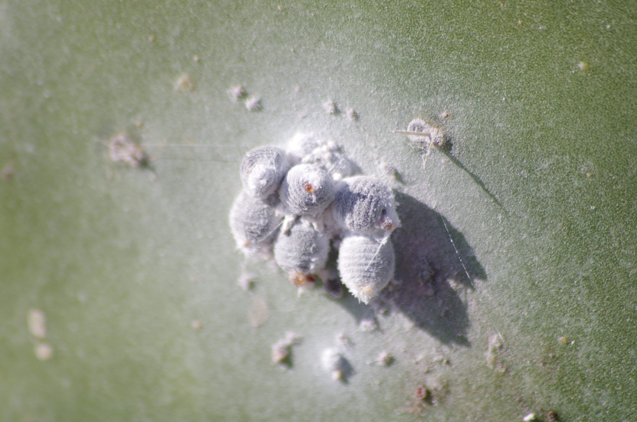 cocciniglia produzione e storia