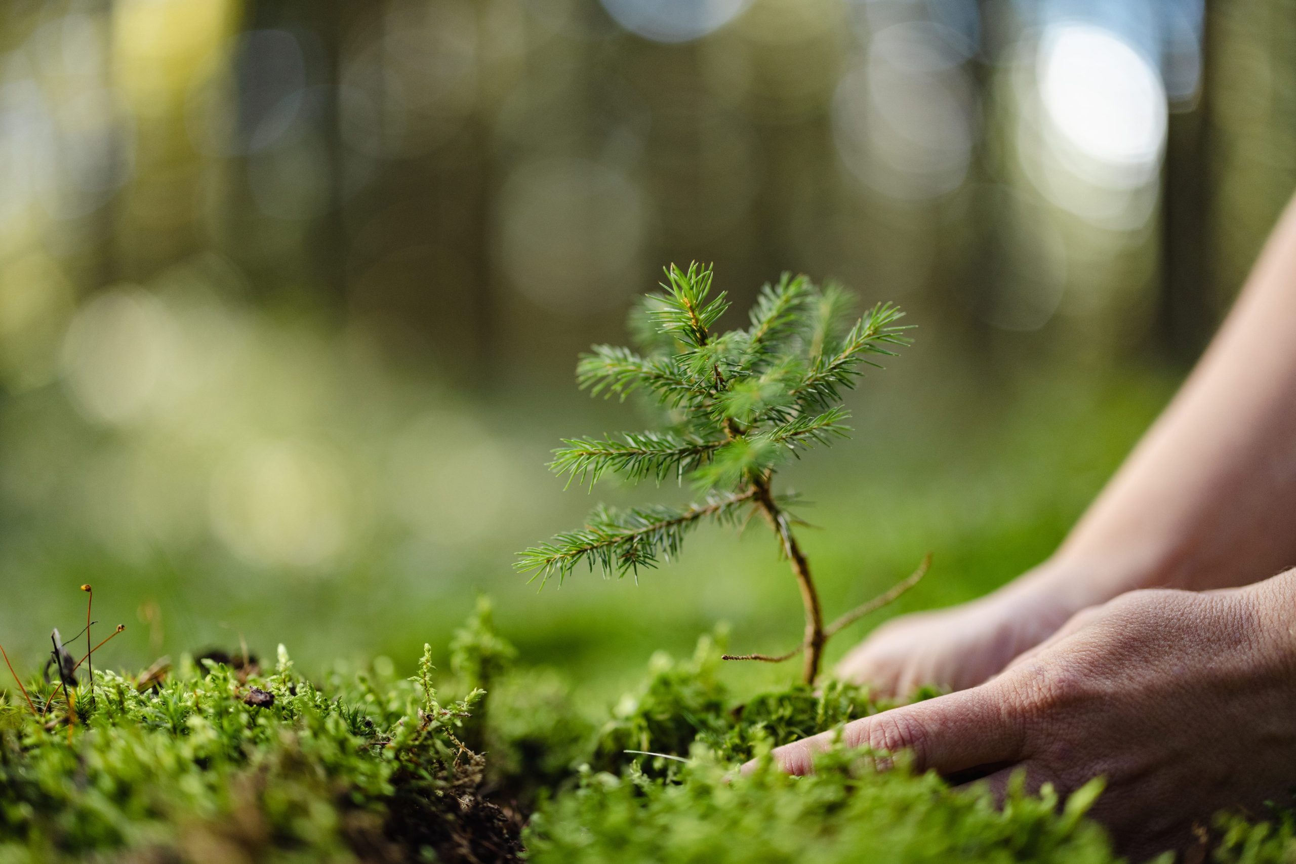conservazione foreste