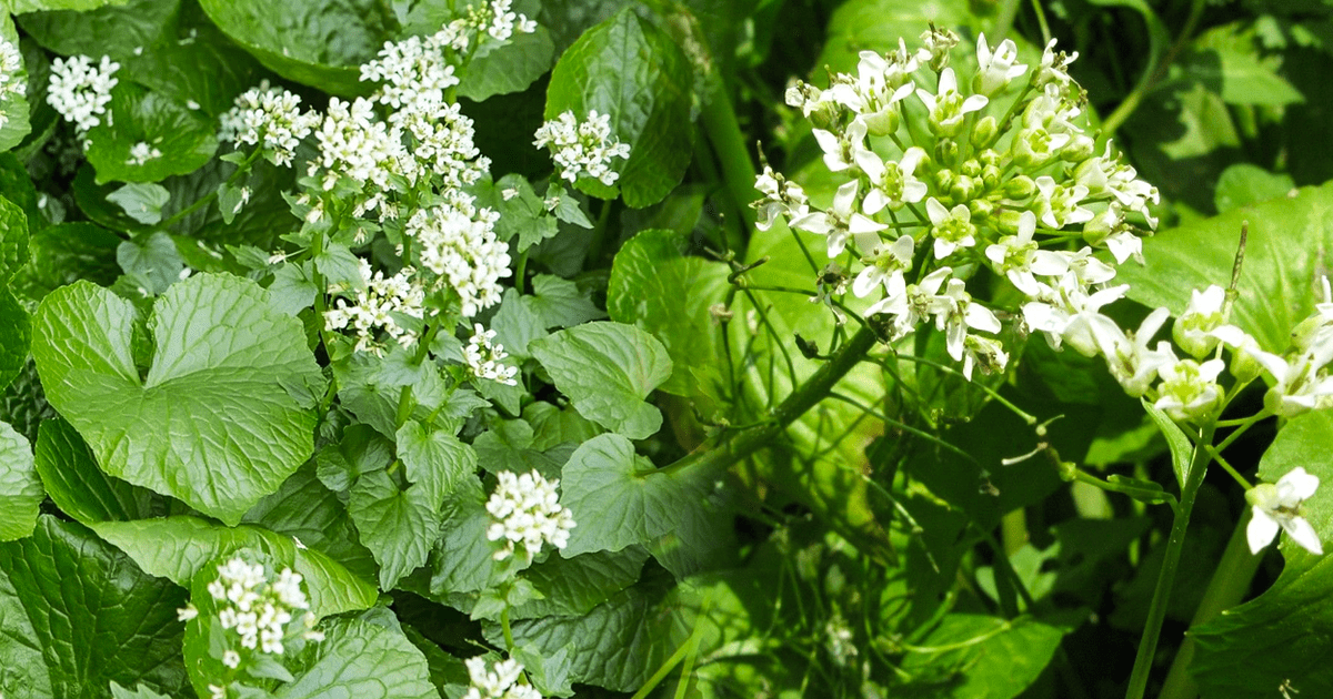 La plante la plus difficile à cultiver au monde pousse en Amérique : un kilo coûte jusqu'à 160 dollars