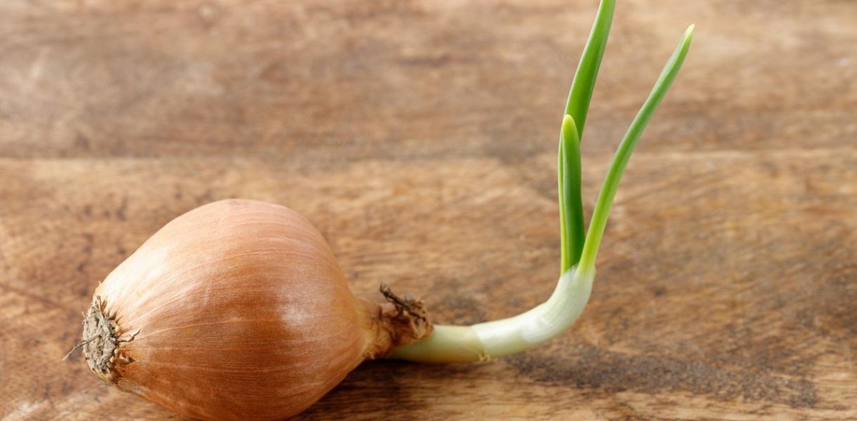 iognons germés