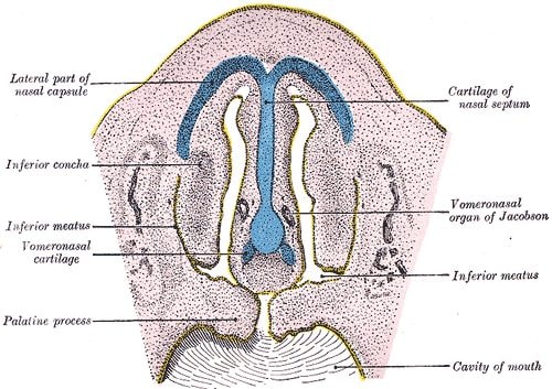 Organe voméronasal du chien