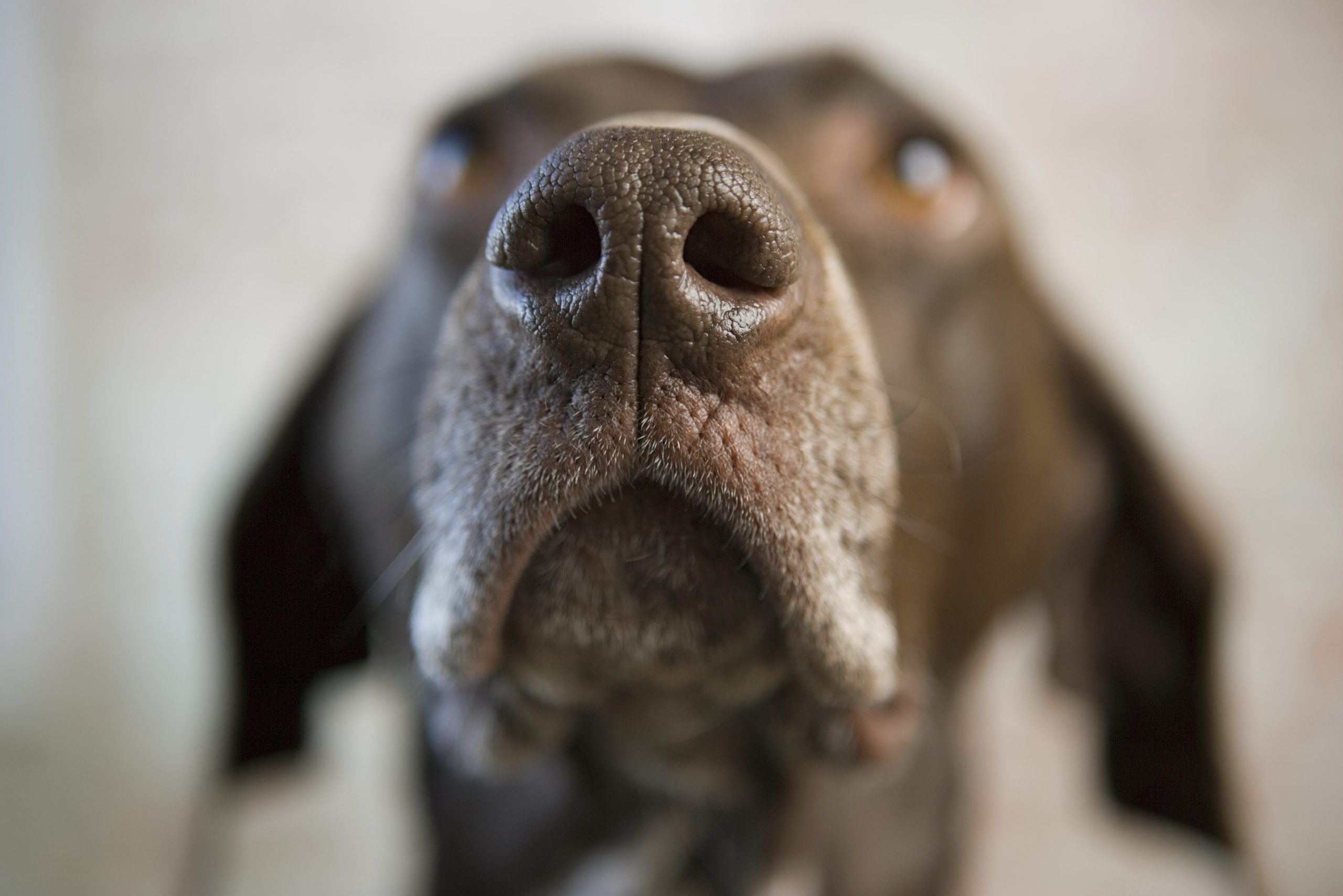 Perche i cani hanno il naso umido