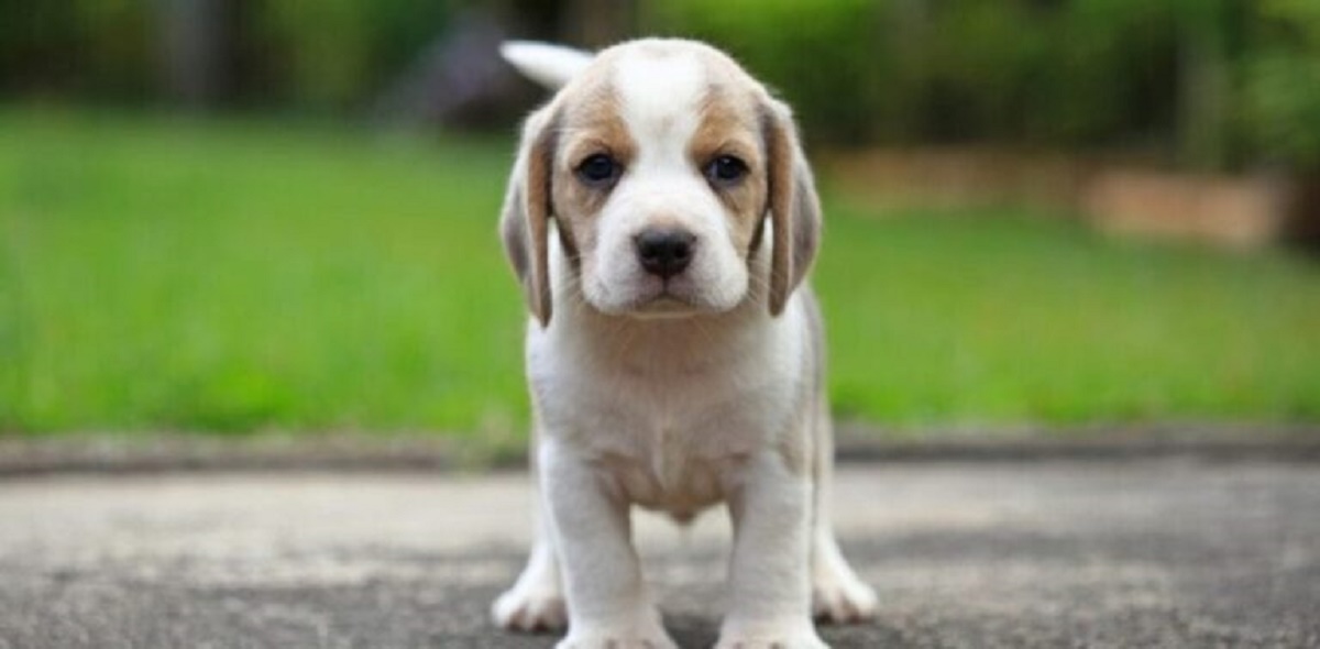 Chien de race