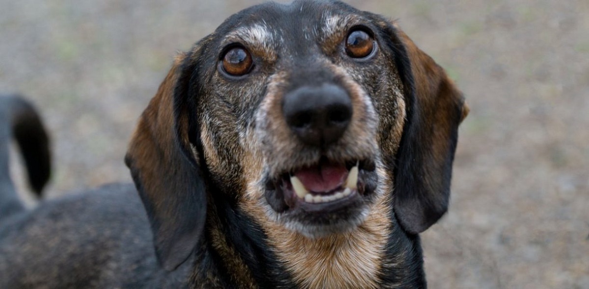 chien gardien