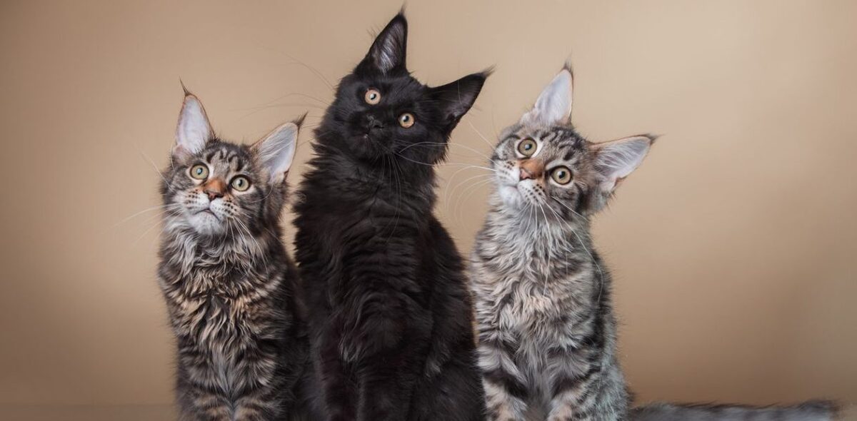 races de chats_1