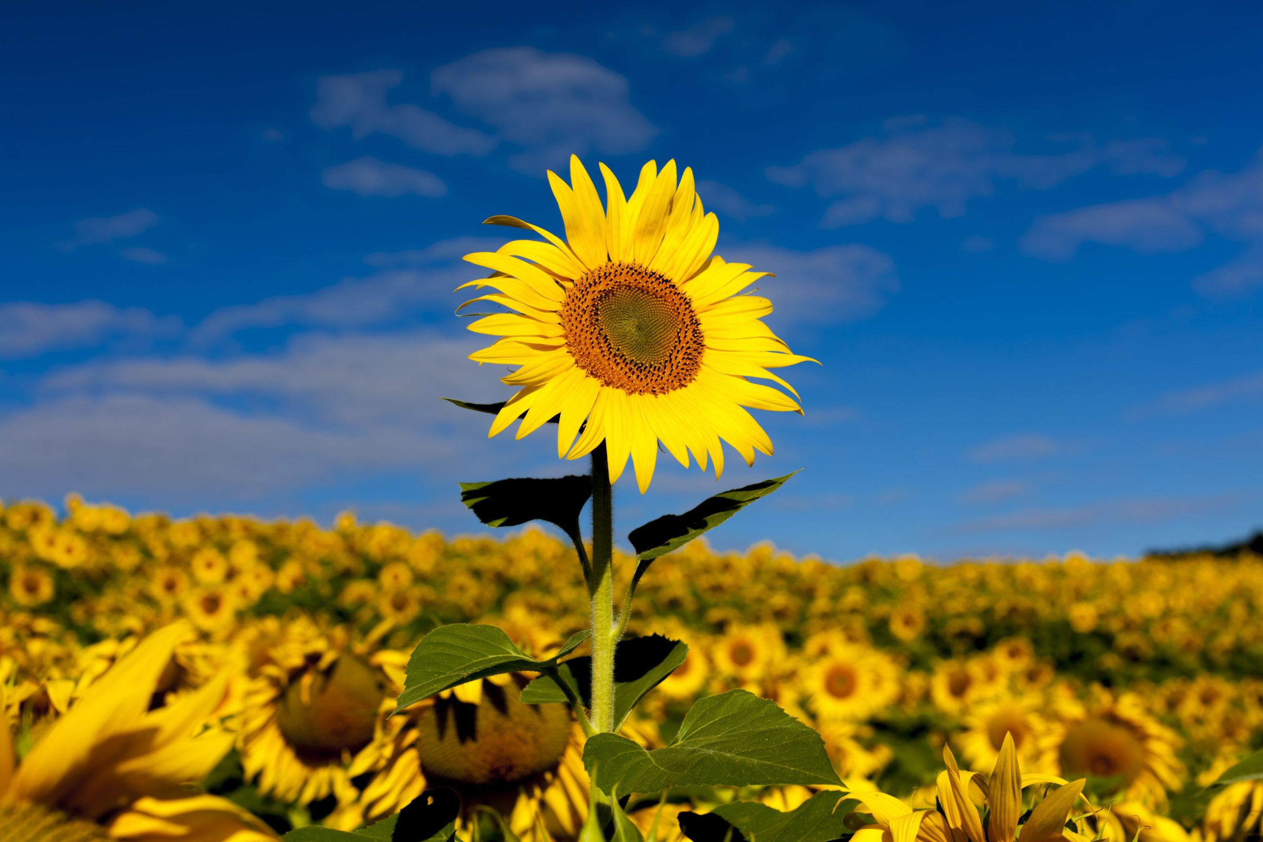 Genera immmagine realisrtica 16:9 di girasoli che sono rivolti verso il sole