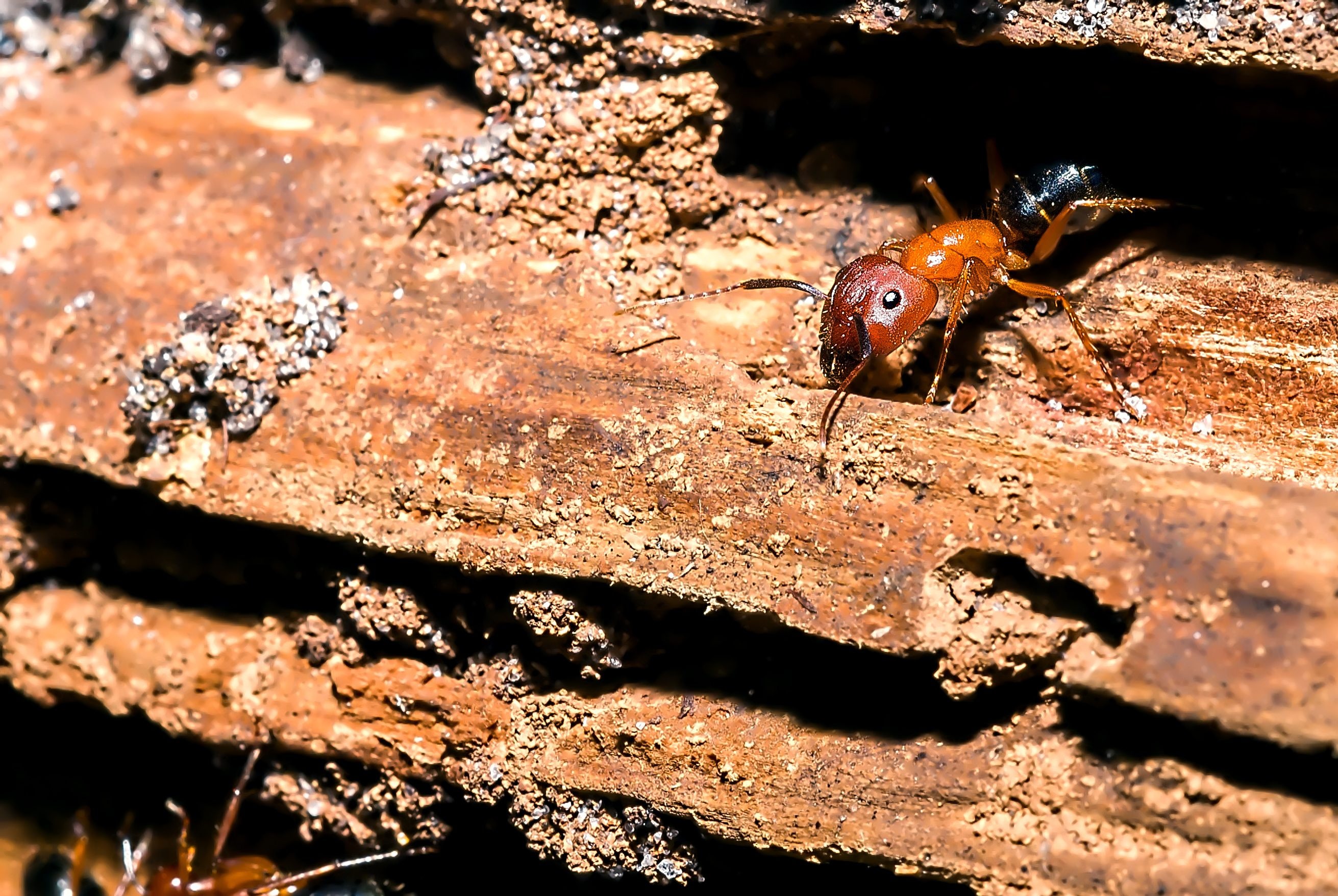 Fourmi charpentière de Floride (Camponotus floridanus) sur un morceau d'écorce.
