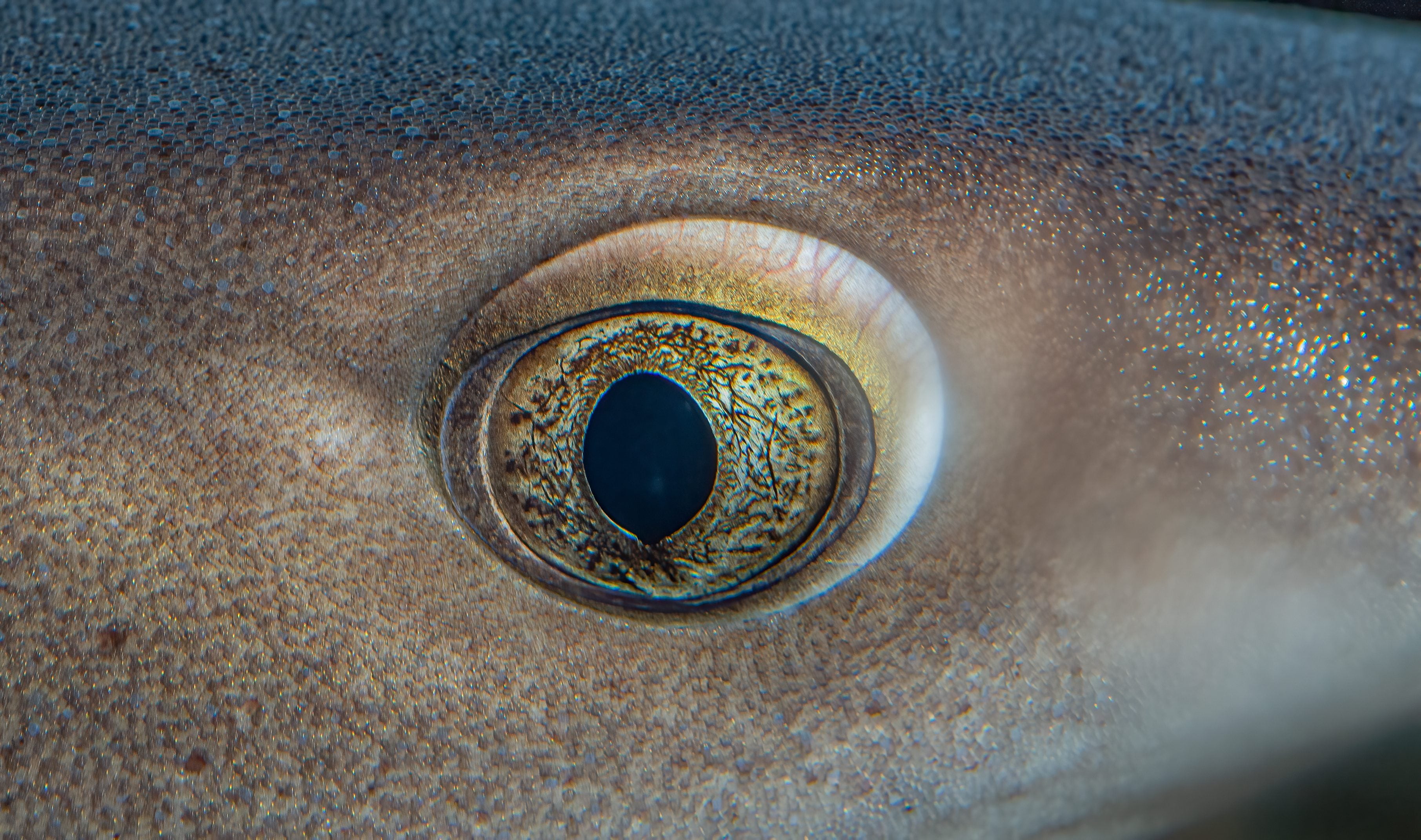 oeil de requin à pointe blanche
