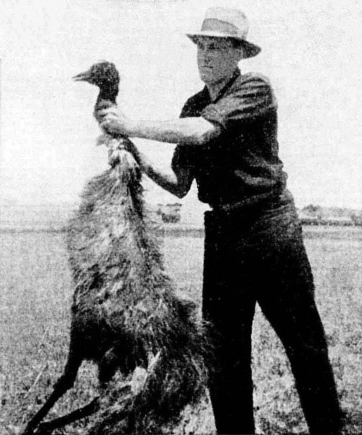 Emu tué pendant la guerre