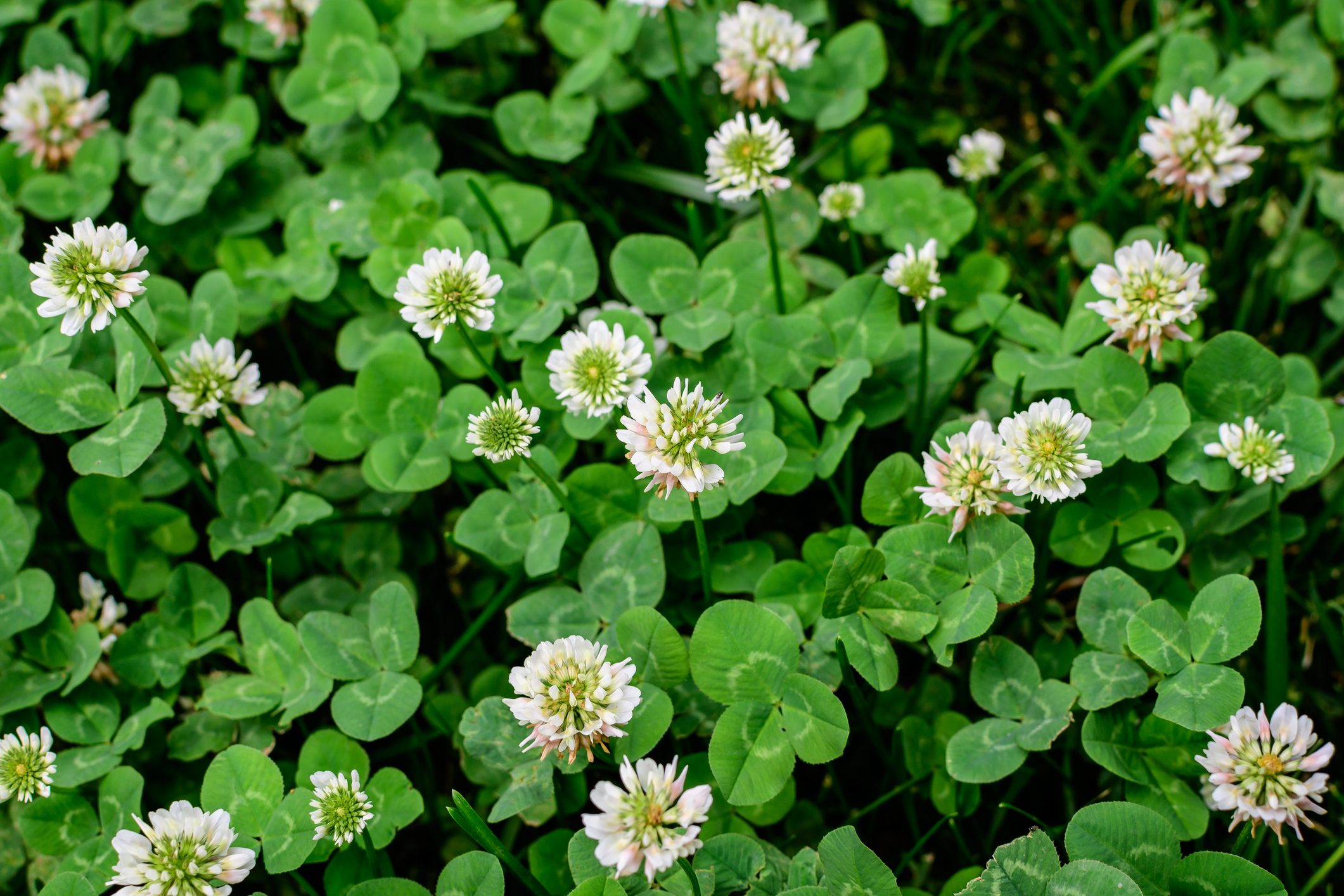 trèfle à quatre feuilles parce qu'il est si rare Trifolium repens