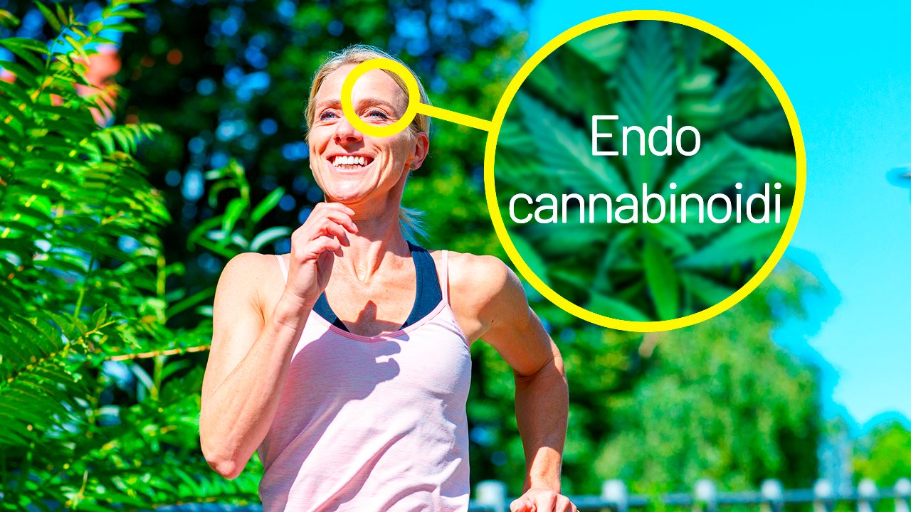 Correre ci fa sentire bene endocannabinoidi sballo del corridore