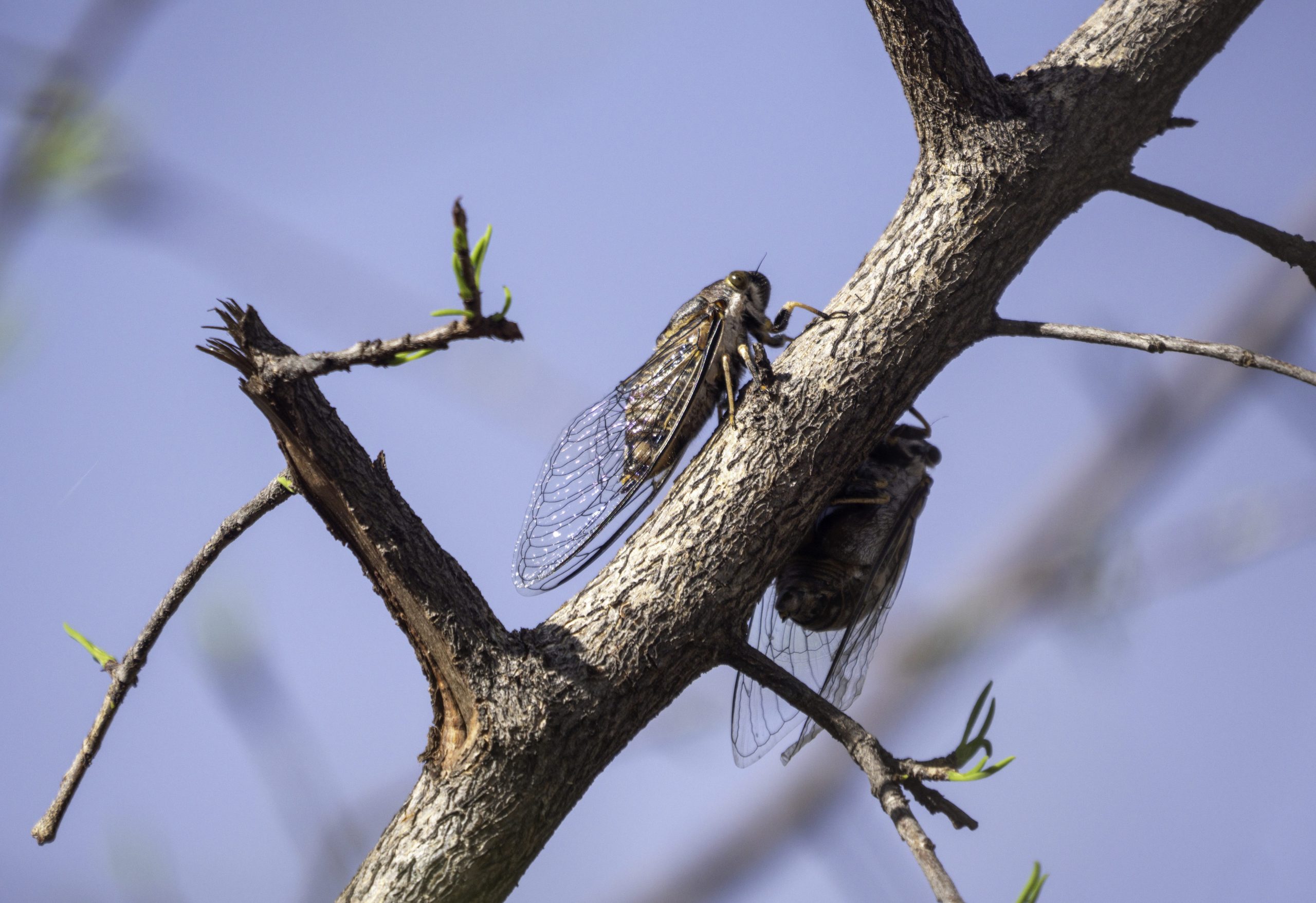 perche cicala solo d'estate