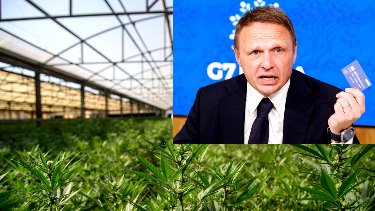 Cannabis light : le gouvernement étouffe toute innovation agricole