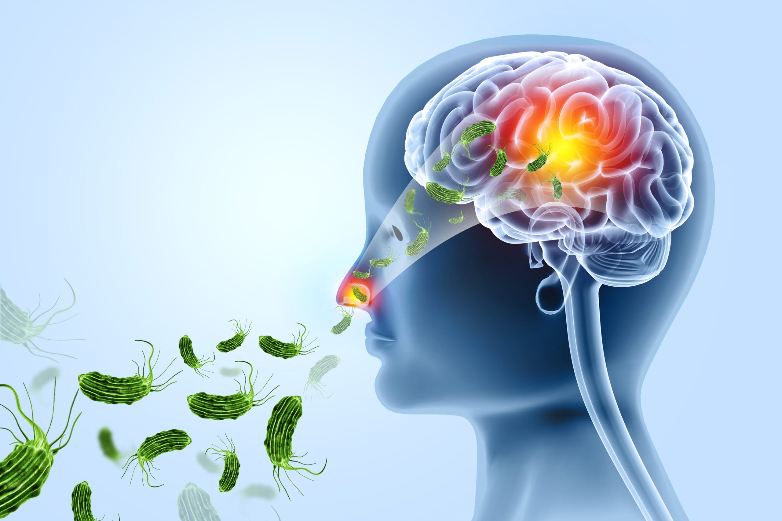 ameba mangiacervello