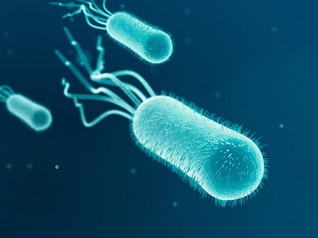 Bactérie Escherichia coli