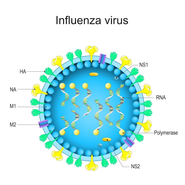 Virus de la grippe