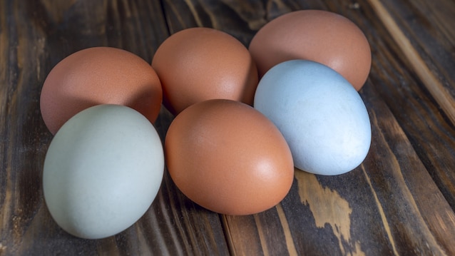 Oeufs bleus Araucana