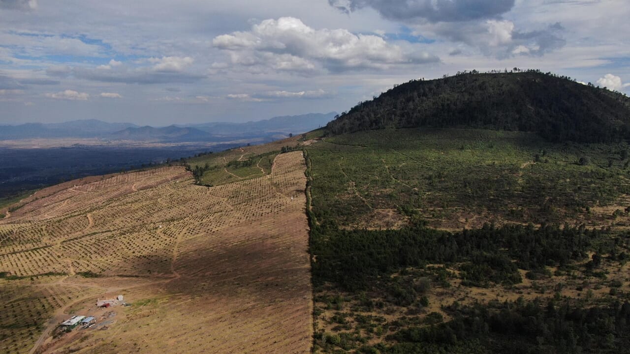 Le sabotage de la loi sur la déforestation met en difficulté les importateurs de café, de cacao et de caoutchouc
