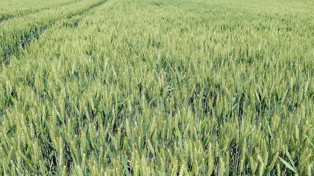 Champ de blé tendre