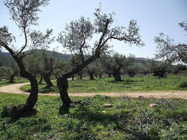 Oliviers en Palestine