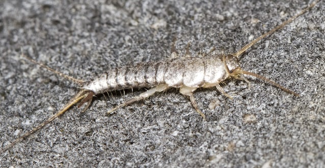 Écailles de poisson d'argent