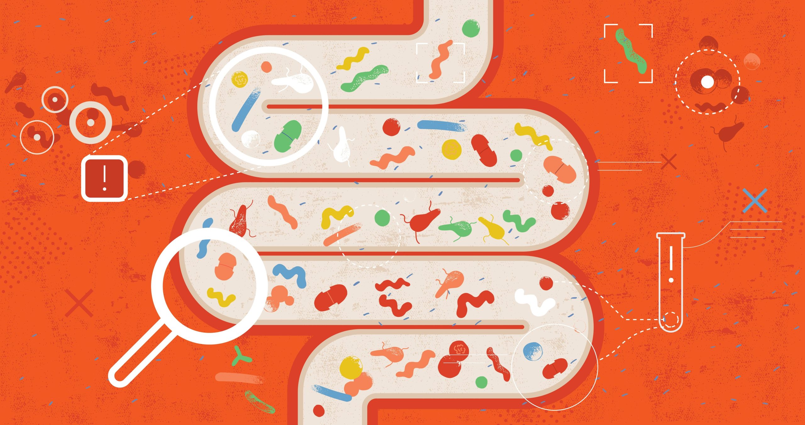 Microbiota intestinale batteri