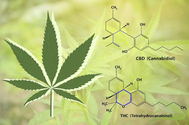 différences entre les molécules chimiques du CBD et du THC