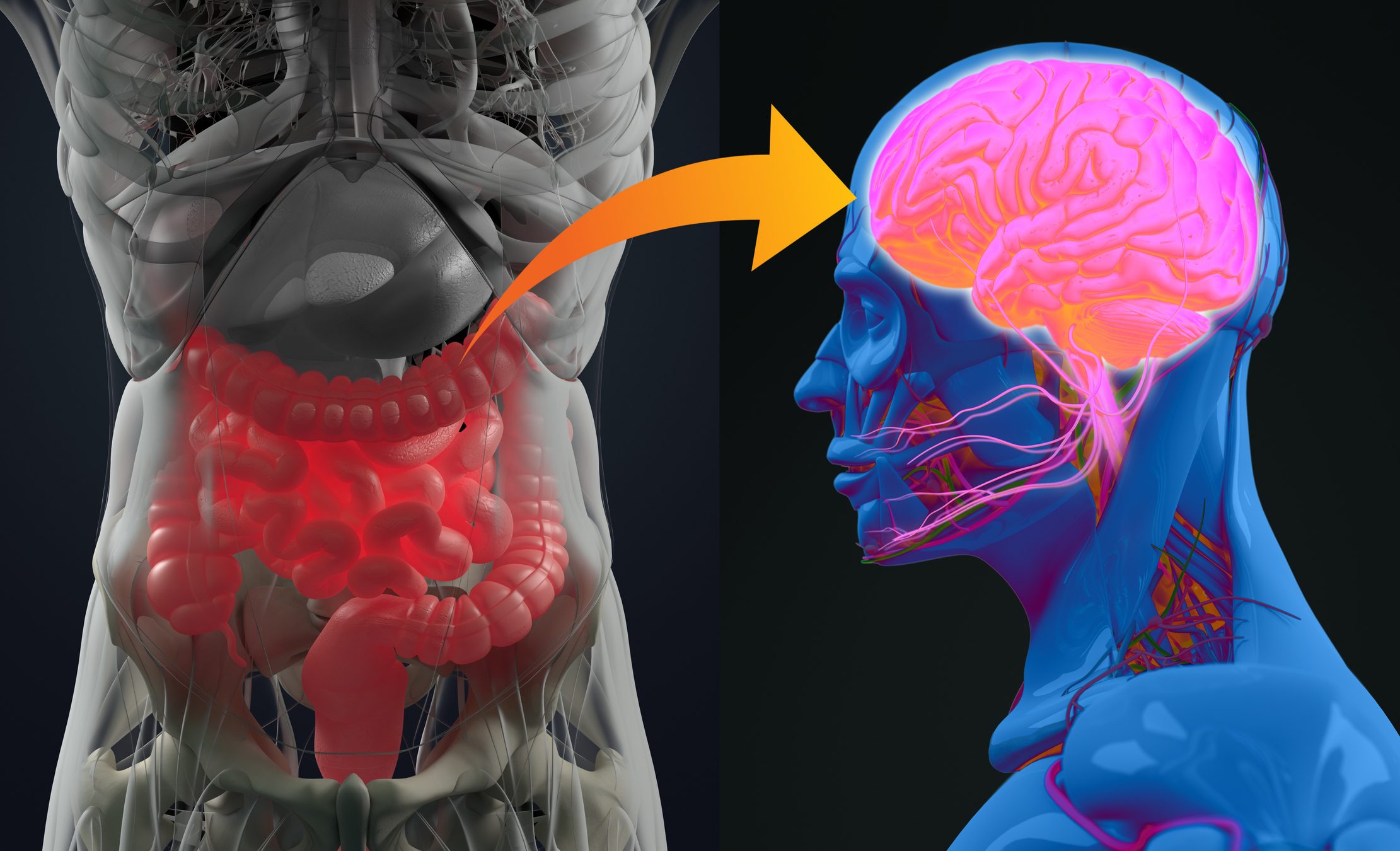 Interazione intestino-cervello