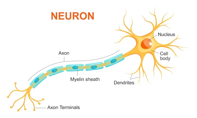 Structure des axones
