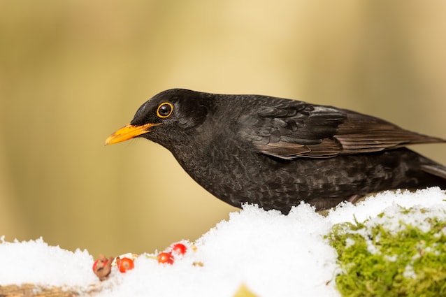 Merlo (Turdus Merula)