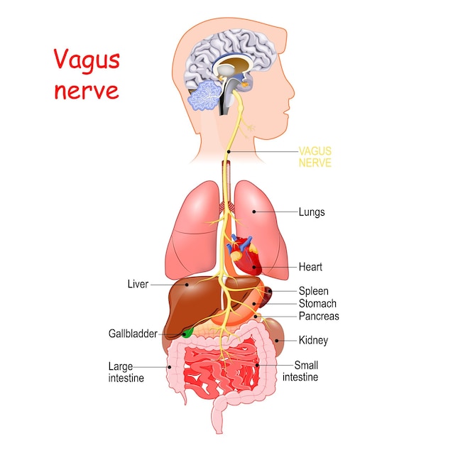 Nerf vague intestin-cerveau
