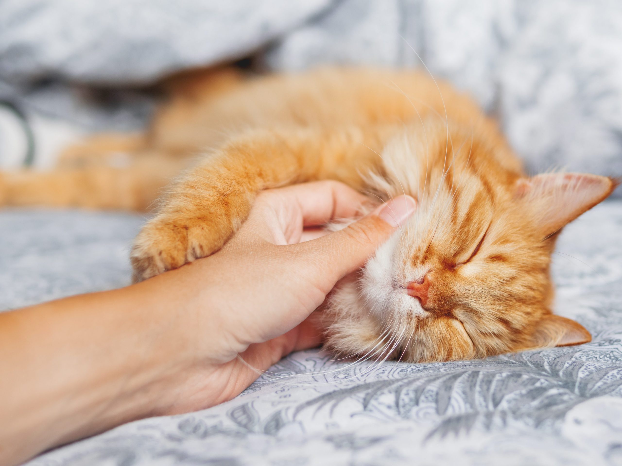 Gatto fusa