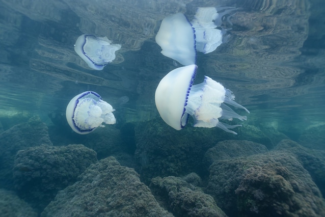 Rhizostoma Pulmo (Macri 1778) (Photographie de Lorenzo Peter Castelletto)