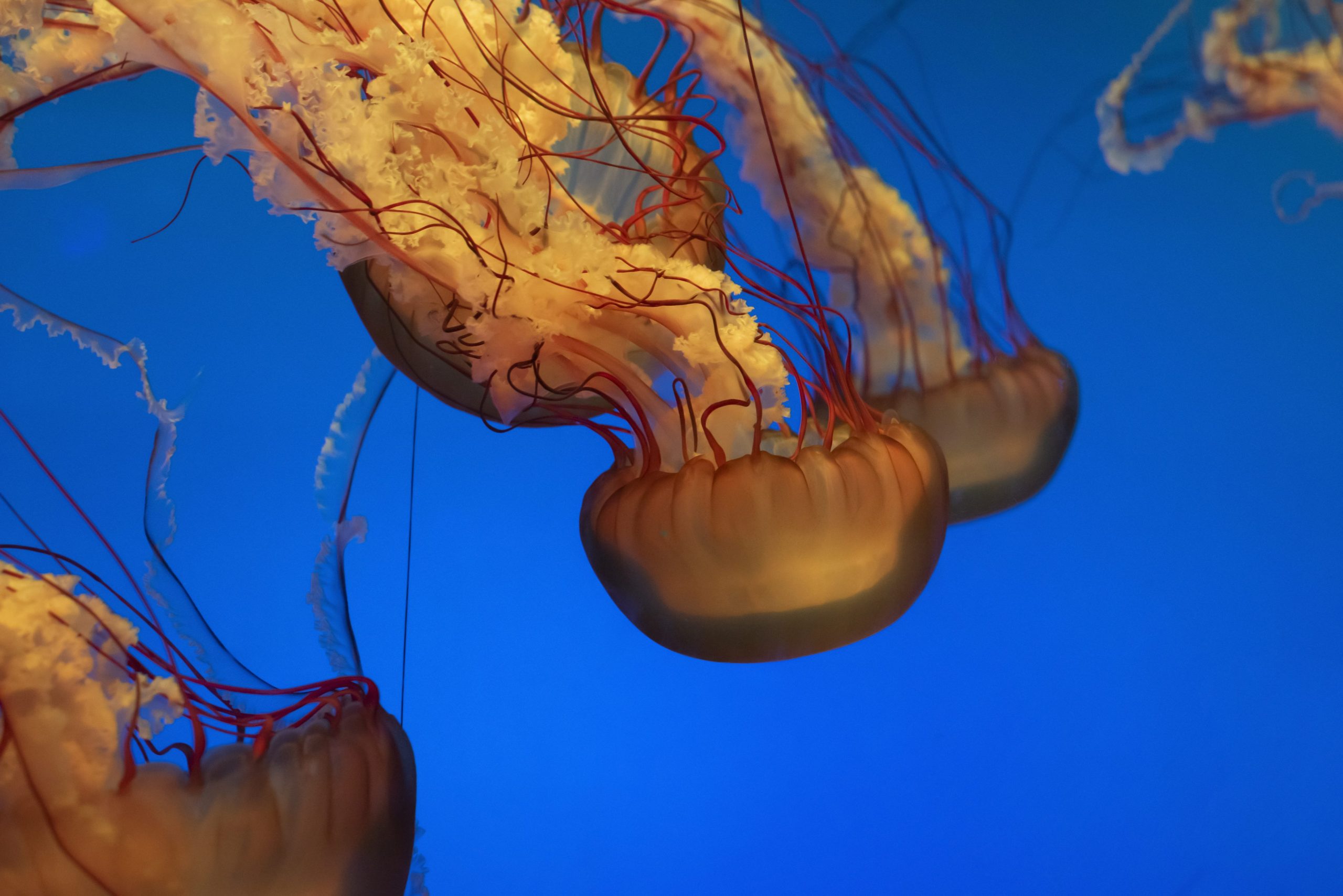 meduse cosa e come mangiano