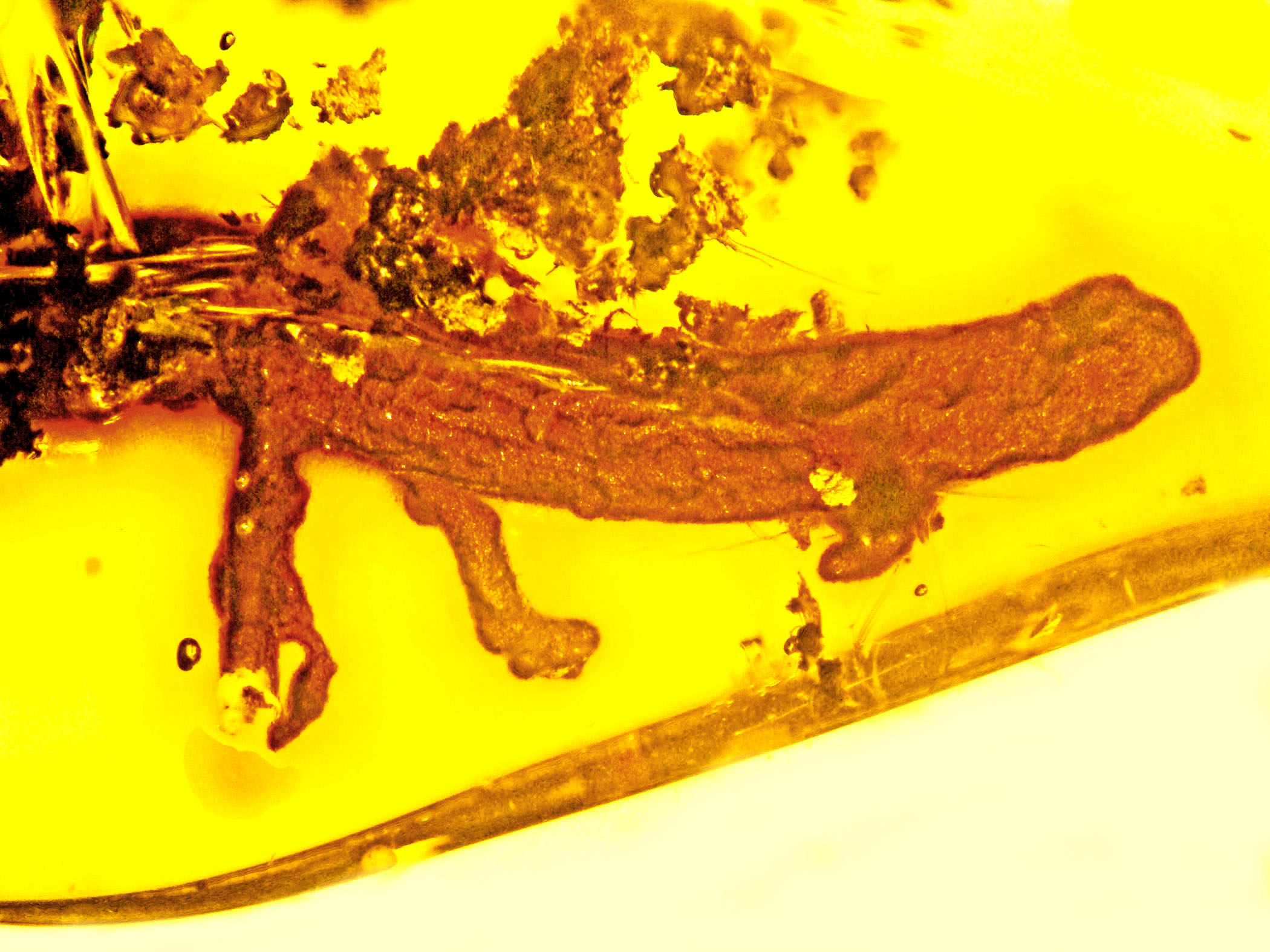 Le fossile de Salamandra a trouvé à l'intérieur d'un fragment d'ambre de la République dominicaine. Crédit: Wikimedia Commons