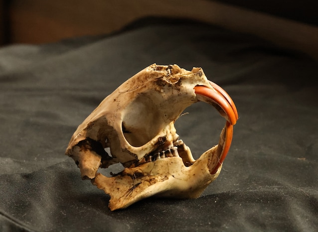 crâne