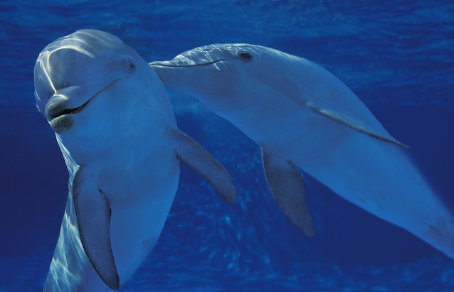 Boule à poissons drogé des dauphins