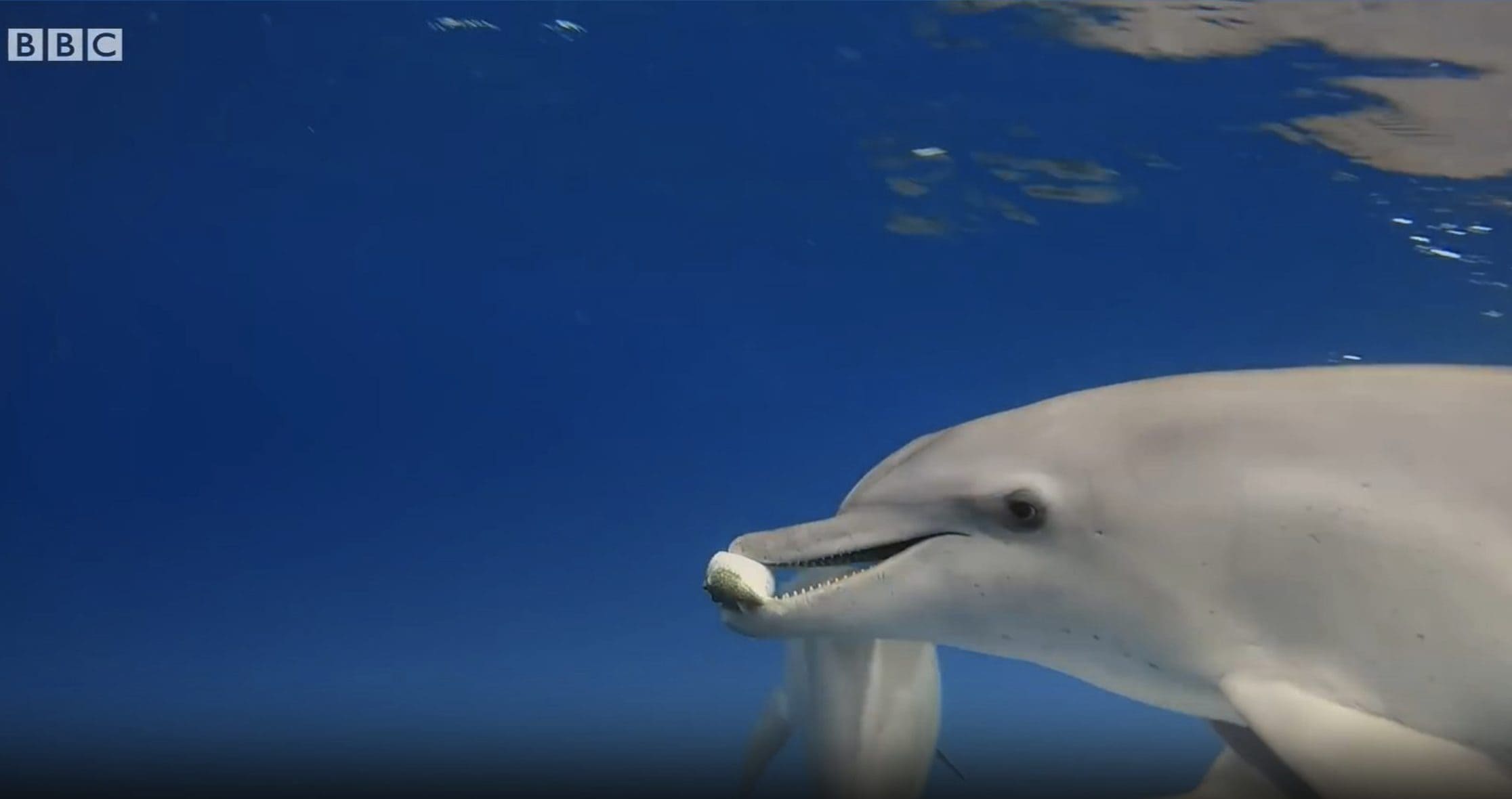 delfini pesci palla