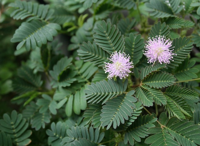 Mimosa pudique